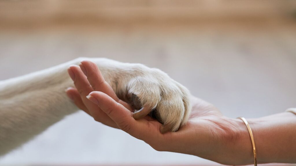 Person holding a dog paw.